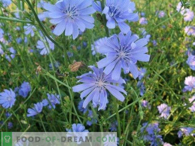 Ode to chicory