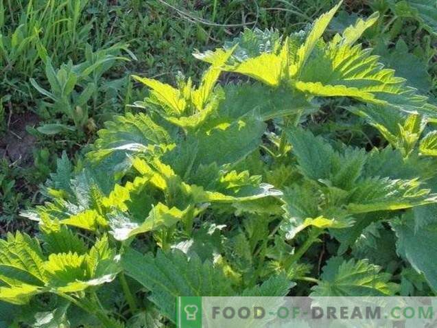 Fritters with young nettles