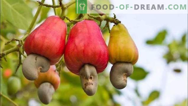 15 fruits that we eat, but do not know how they grow
