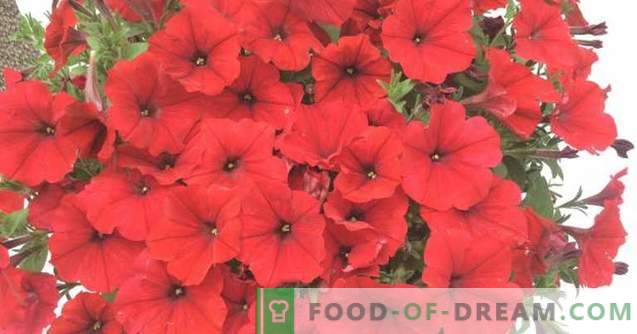 Overview of Amore Mio, a cascade petunia from Agrousp, description and recommendations for ...