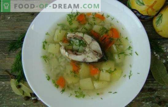 Carp fish soup - a fragrant and healthy first course. Recipes carp soup: classic, with yolk, millet, barley, etc.