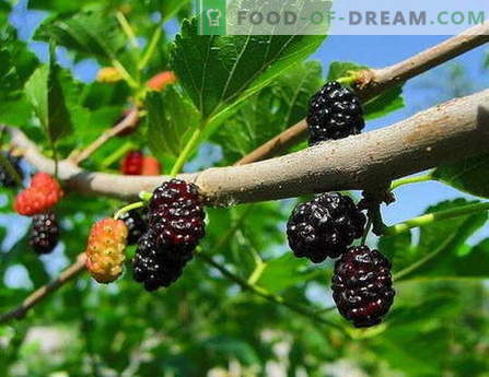 Mulberry jam: how to cook properly