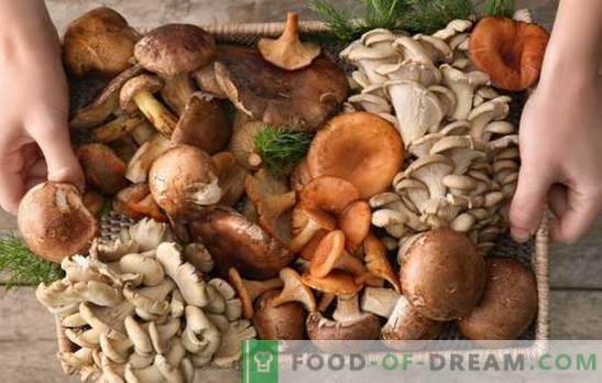Don't like mushrooms? Just do not know how to cook them! Mistakes cooking mushrooms