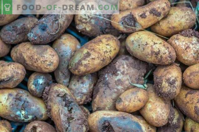 “Taboo TRIO” - safe pre-sowing prevention of potato diseases and pests