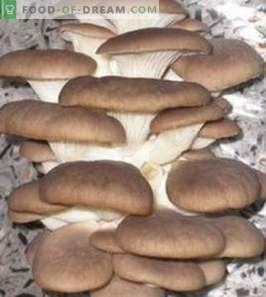 Oyster mushrooms: benefit and harm